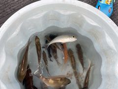 -小猫钓鱼海钓俱乐部(椰梦长廊店)