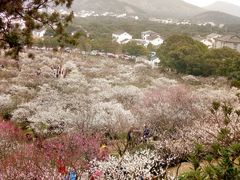 -香雪海