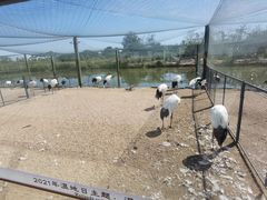 -盐城丹顶鹤湿地生态旅游区