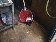 -丽泽山庄·生态怀柔菜·虹鳟鱼(红螺寺店)