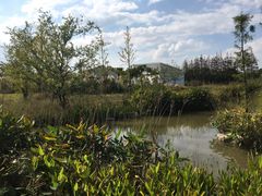 -上海长兴岛郊野公园