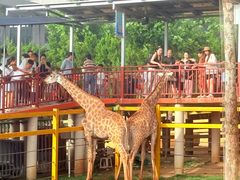 -西霞口神雕山野生动物世界