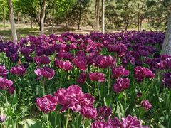 -永定河休闲森林公园