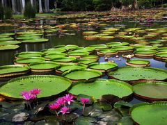 -中国科学院西双版纳热带植物园