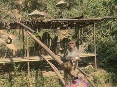 -西双版纳原始森林公园