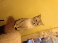 猫色咖啡-猫色咖啡·猫咖