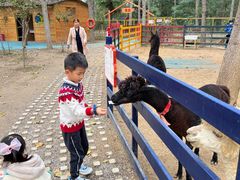 -合肥滨湖国家森林公园