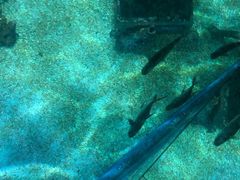 -暹罗海洋世界