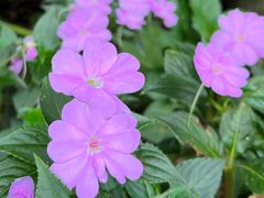 -深圳市中科院仙湖植物园