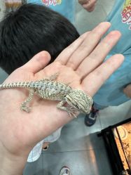 -Moni星球萌宠·小马宝莉·灵蛇·高端高阶全萌宠互动体验俱乐部(红豆国际广场店)