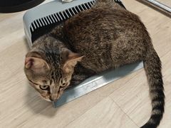 -Meowの猫咖(万家丽店)