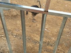 -泉州海丝野生动物世界