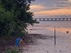 -宝安西湾红树林湿地公园