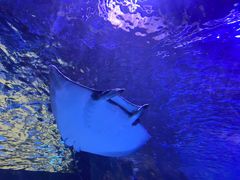 -迪拜水族馆及水下动物园