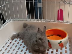 -猫猫幼稚园·撸猫·桌游·电玩