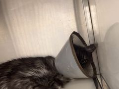 -瑞派康怡24h宠物医院·犬猫医疗中心·微创绝育(瑞景分院)