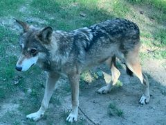 -北京野生动物园