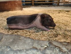 -Zoolung Zoolung动物主题公园(海信广场店)