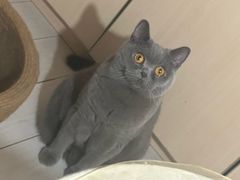 -瑞派福兴宠物医院犬猫全科·骨科·中西医结合(河东店)