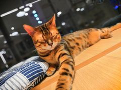 -CAT’S MEWSTAR CAFE·喵星球猫屋(晴湾咖啡店)