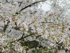 -西湖外事游船(花港观鱼码头)