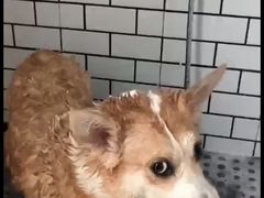 -趣玩宠物乐园寄养训犬训狗游泳池