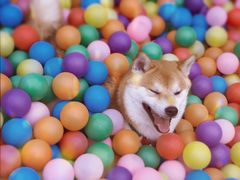 -汪说喵讲宠物乐园宠物酒店(红星美凯龙店)