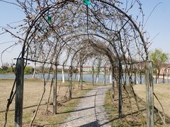 -上海长兴岛郊野公园