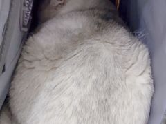 -佳雯宠物医院·皮肤科·内外科(春晓路分院)