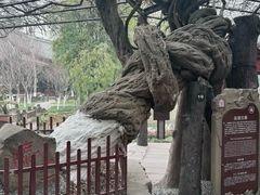 -桂湖森林公园