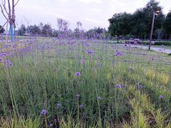 -汉长安城未央宫国家考古遗址公园