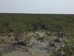 -北海金海湾红树林生态旅游区