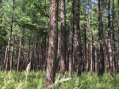 -塞罕坝国家级自然保护区