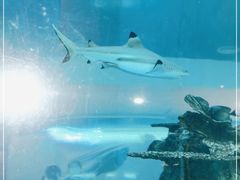 -乐从天佑城海洋馆