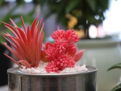 -荷兰花海