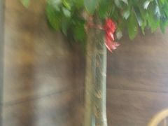 -顺旺基大厨现炒(哥伦布店)