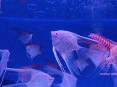 -花鸟鱼虫鲜花绿植市场(玉泉路店)