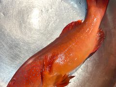 -阿毛饭店首店·宁波老字号(文化广场店)