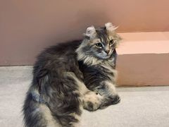 -猫儿山۰猫主题餐厅