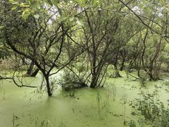 -西湖风景区-江洋畈生态公园
