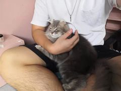 -猫儿山۰猫主题餐厅