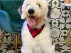 -BIGHEAD大头家咖啡馆(蛇口店)