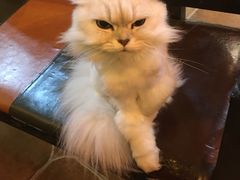 -李小姐の猫咖啡馆(五角场店)