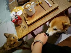 -柴务处·柴犬主题狗咖