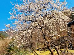 -华蓥山天意谷景区