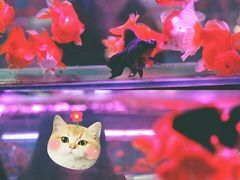 -苏州艺都古玩花鸟市场