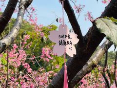 -狐尾山公园
