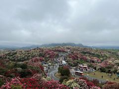 -贵州百里杜鹃风景名胜区