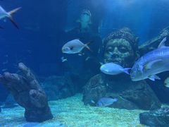 -暹罗海洋世界