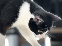 -原田新料理(1912店)